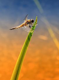 Close-up of dragonfly on grass blade