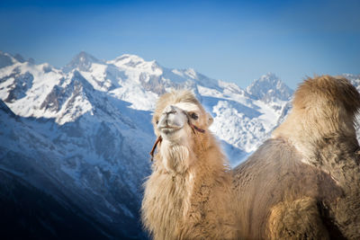 View of an animal on snowcapped mountain