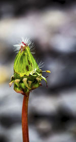 Close-up of flower bud