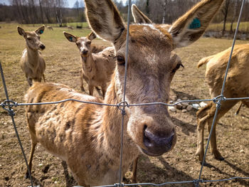 Close-up of deer in farmland