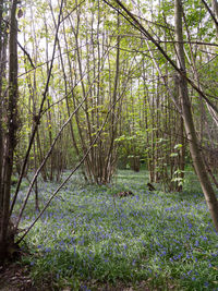 View of trees in forest