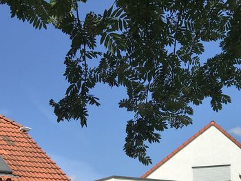 Low angle view of tree and building against sky