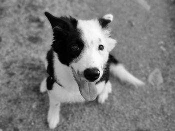 High angle portrait of dog at home