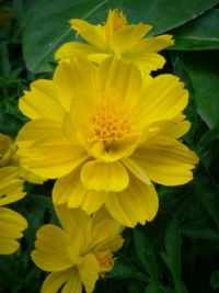 Close-up of yellow flower