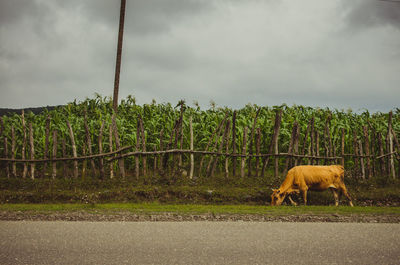 Horses in a field