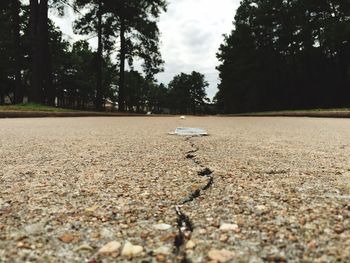 Surface level of trees