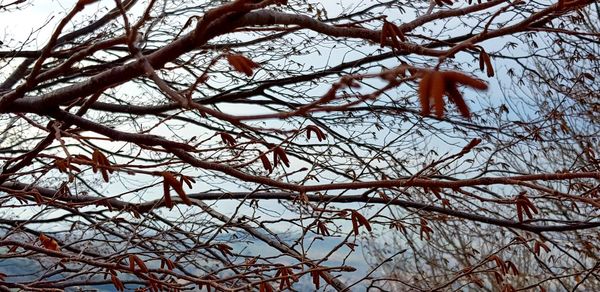 Low angle view of frozen tree against sky