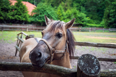  polish horse breeding at the stud in florianka. paddock for horses 