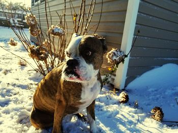 Dog on snow during winter