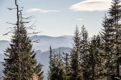 Pine trees in forest against sky during winter