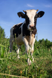 Portrait of cow on field