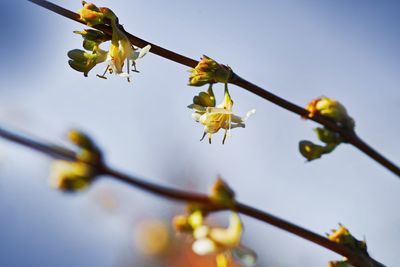 Close-up of yellow flowering plant against clear sky