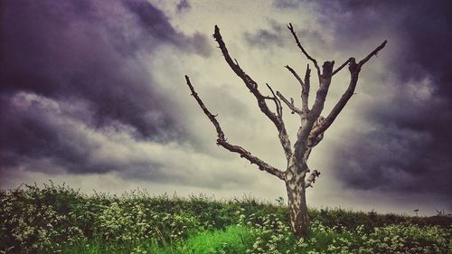 Low angle view of trees on field against cloudy sky