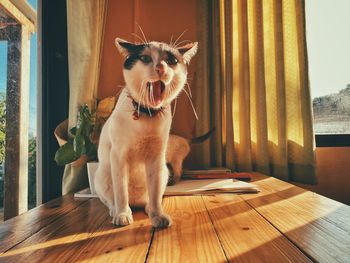 Portrait of cat sitting on table at home