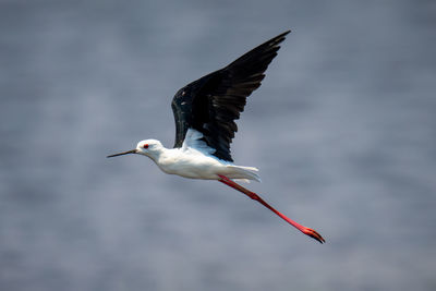 Close-up of bird flying against sky