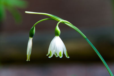 Close-up of flowers