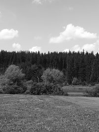 Trees on field against sky