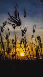 Close-up of silhouette plants on field against sunset sky