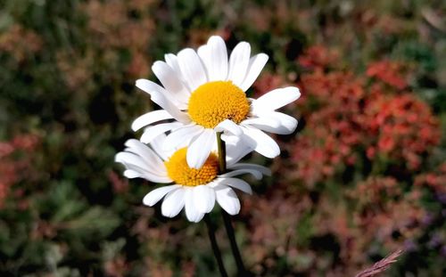 Close-up of white daisy flower