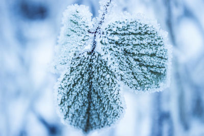Close-up of frozen tree against sky