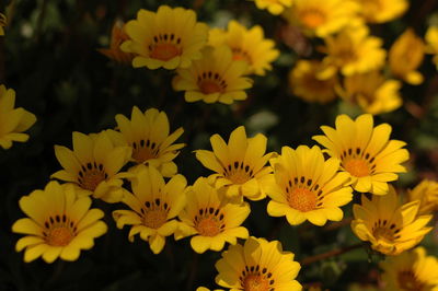 Close-up of yellow flowering plants