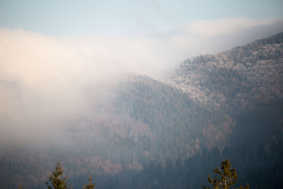 Trees in forest against sky