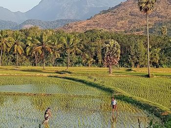 Scenic view of agricultural field