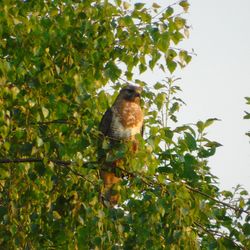 Low angle view of bird perching on tree against sky