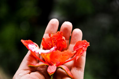 Cropped hand holding wet orange flower