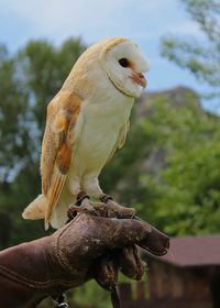 Barn owl on a falconer's hand