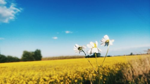 Close-up of oilseed rape field against clear sky