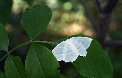 Close-up of leaves