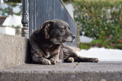 Black dog looking away