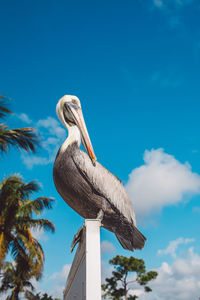 Low angle view of pelican perching on pole against sky