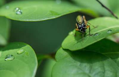 Close-up of fly on leaf