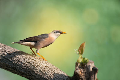 Close-up of bird perching on branch