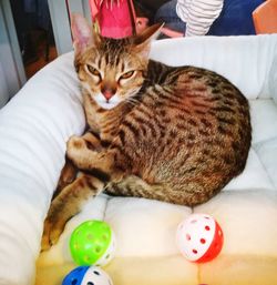 Close-up of cat sitting on man at home