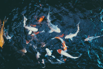 High angle view of koi carps swimming in lake