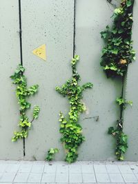 Close-up of ivy growing on wall