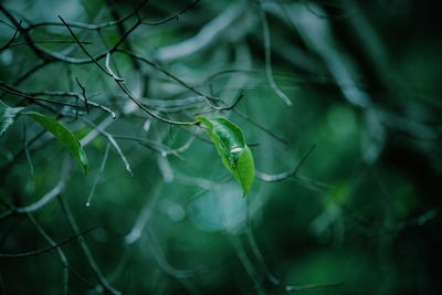 Close-up of water drops on plant