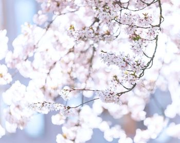 Low angle view of cherry blossoms on tree