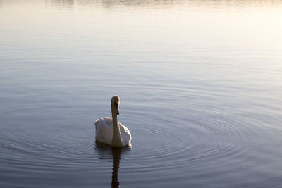 Swan swimming in lake