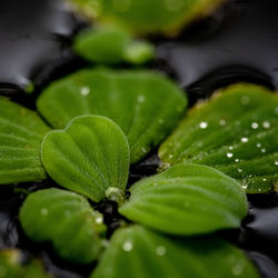 Close-up of raindrops on leaves