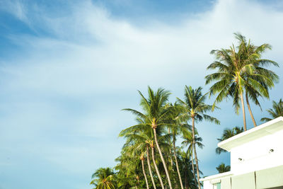 Low angle view of palm trees against sky