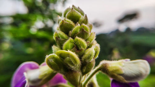 Close-up of flowering plant