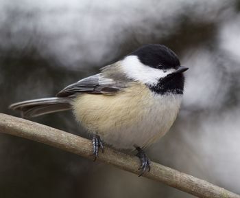 Close-up of bird perching outdoors
