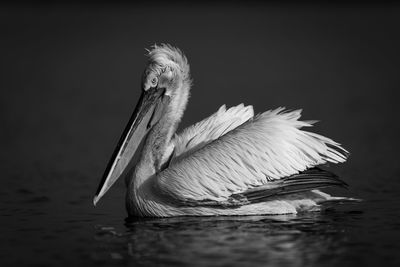 Close-up of pelican