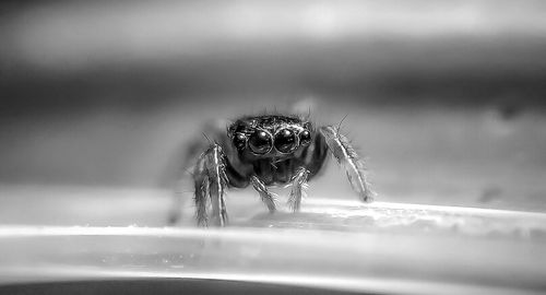 Close-up of jumping spider on surface