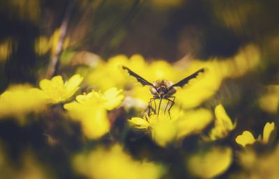 Close-up of insect on yellow flower