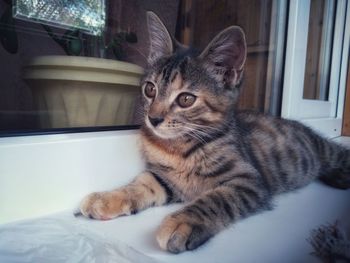 Close-up of a cat looking away